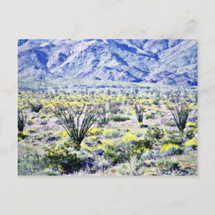 Ocotillo And Desert Flowers In Bloom Postcard