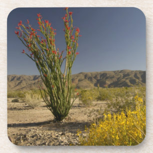 Ocotillo and desert senna coaster