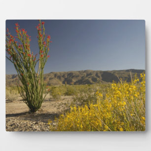Ocotillo and desert senna plaque