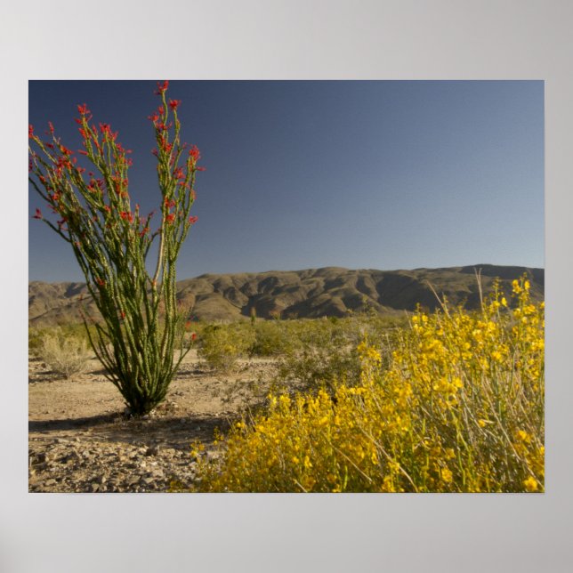 Ocotillo and desert senna poster (Front)