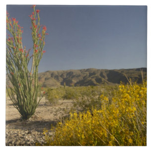 Ocotillo and desert senna tile