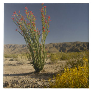 Ocotillo and desert senna tile