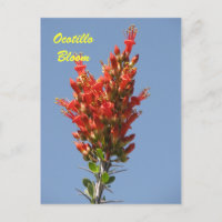 Ocotillo Bloom