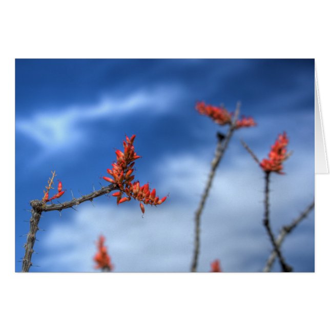 Ocotillo Blooms (Front Horizontal)