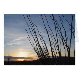 Ocotillo sunrise
