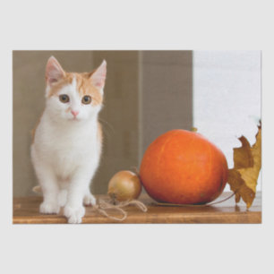 october cat tissue paper