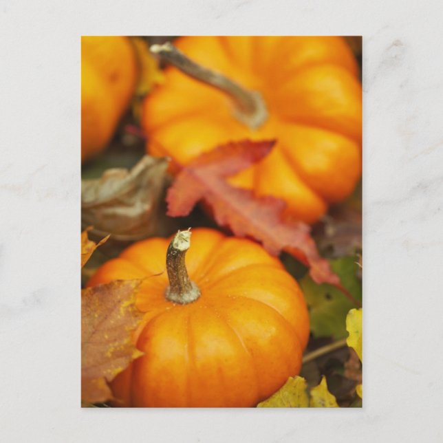 October Design Postcard (Front)