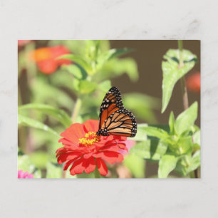 October Monarch Postcard