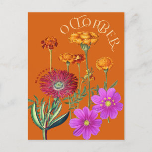 October Month Flowers Marigold Cosmos Orange Postcard