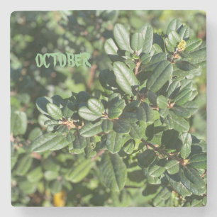 OCTOBER STONE COASTER
