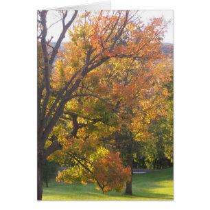 October sugar maple