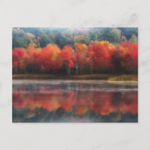 October Trees Postcard