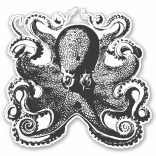 Octopus