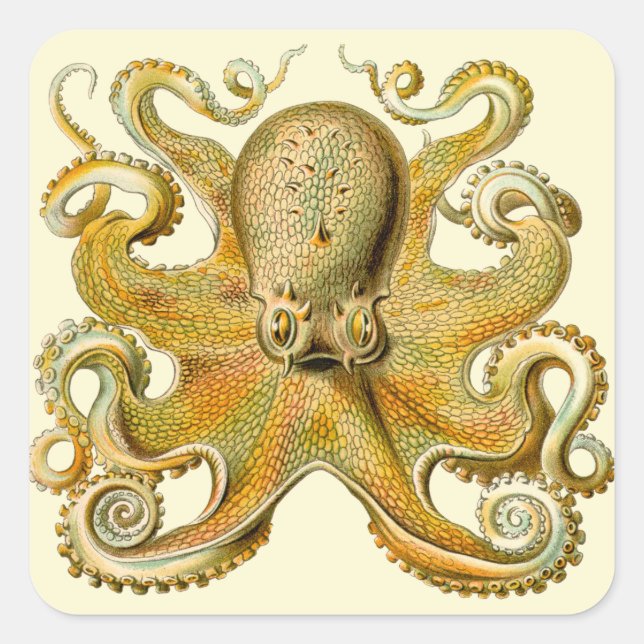 Octopus antique illustration sea monster square sticker (Front)