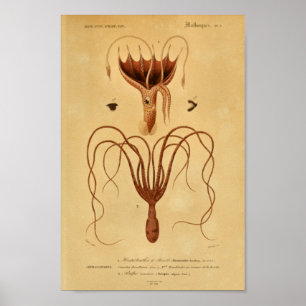 Octopus Cephalopodes Vintage Illustration Print