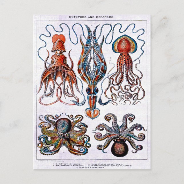 Octopus Educational Plate Postcard (Front)