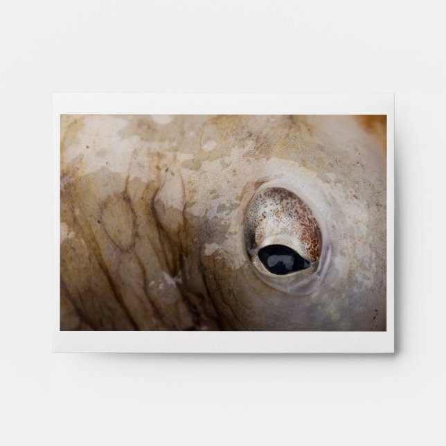 Octopus Eye Envelope (Front)