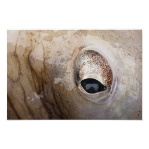 Octopus Eye Photo Print