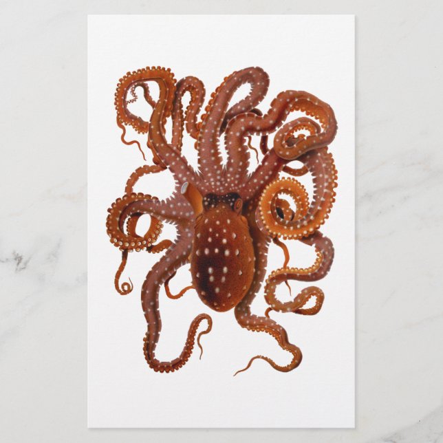 Octopus Macropus Atlantic White Spotted Octopus (Front)
