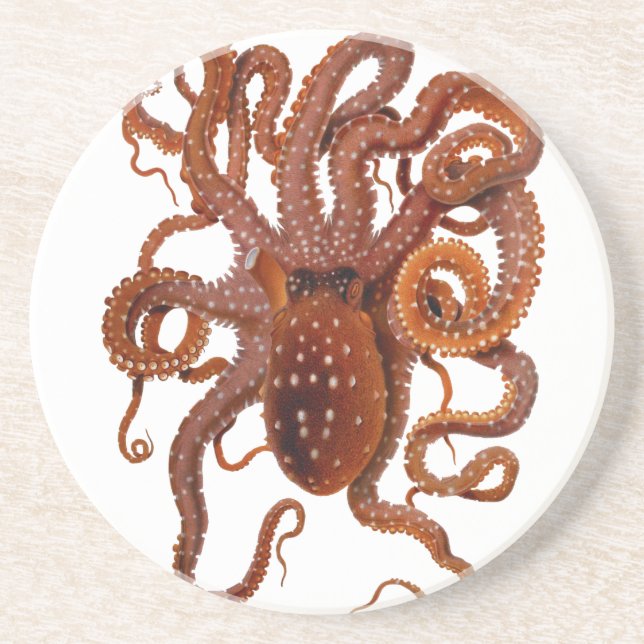 Octopus Macropus Atlantic White Spotted Octopus Coaster (Front)