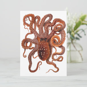 Octopus Macropus, Vintage Marine Aquatic Animals