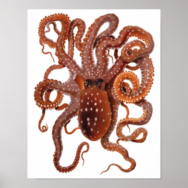 Octopus Macropus, Vintage Marine Aquatic Animals Poster (Front)