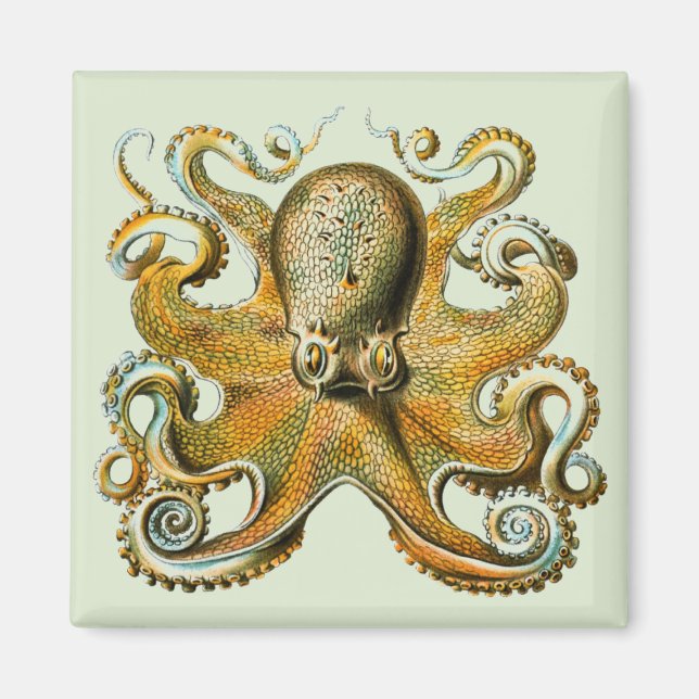 Octopus Magnet (Front)