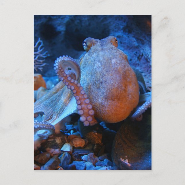 Octopus Postcard (Front)