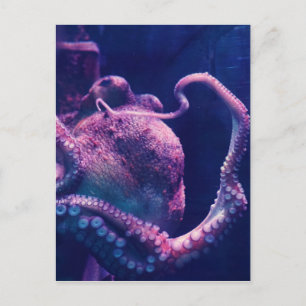 Octopus Postcard