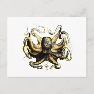 Octopus Postcard