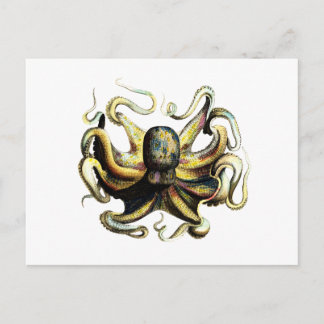 Octopus Postcard