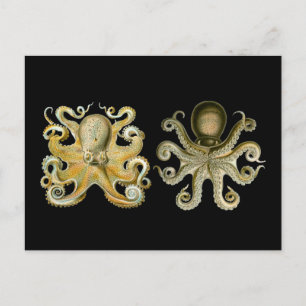 Octopus Postcard