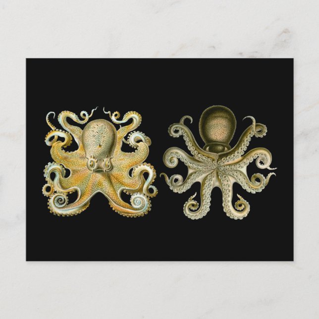 Octopus Postcard (Front)