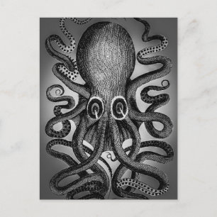 Octopus postcard