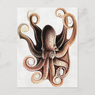 Octopus Postcard