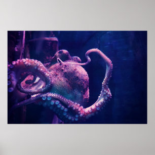 Octopus Poster