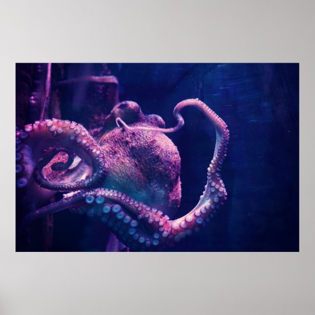 Octopus Poster (Front)