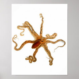 Octopus Print No.3 Cephalopod Sea Creature Art