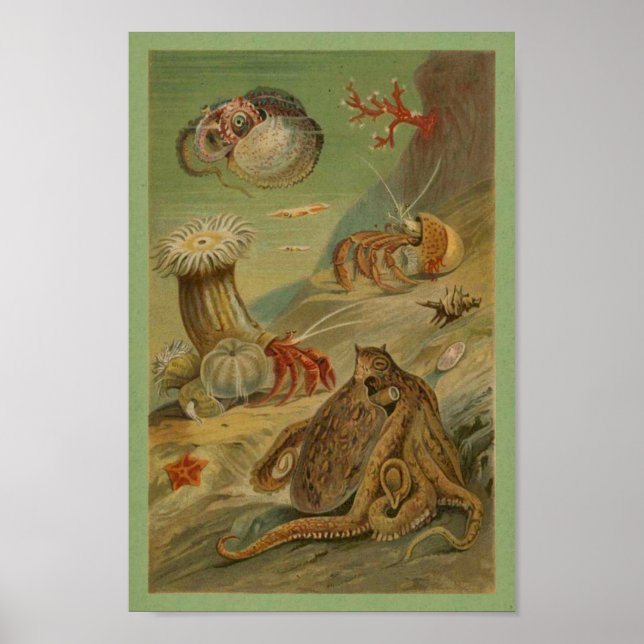 Octopus, Sea Anemone Illustration Marine life Poster (Front)