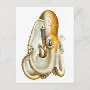 "OCTOPUS" SEALIFE POSTCARD