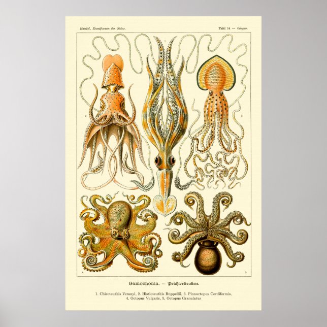 Octopus & Squid Art Poster (Front)
