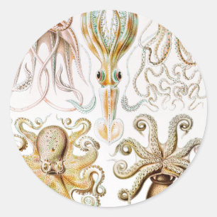 Octopus Squid, Gamochonia by Ernst Haeckel Classic Round Sticker