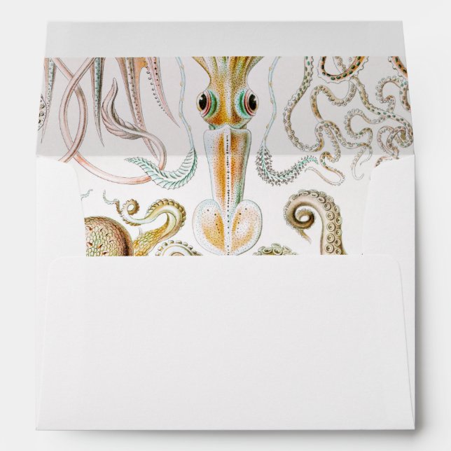 Octopus Squid, Gamochonia by Ernst Haeckel Envelope (Back (Bottom))