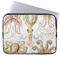 Octopus Squid, Gamochonia by Ernst Haeckel