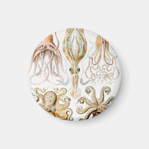 Octopus Squid, Gamochonia by Ernst Haeckel Magnet