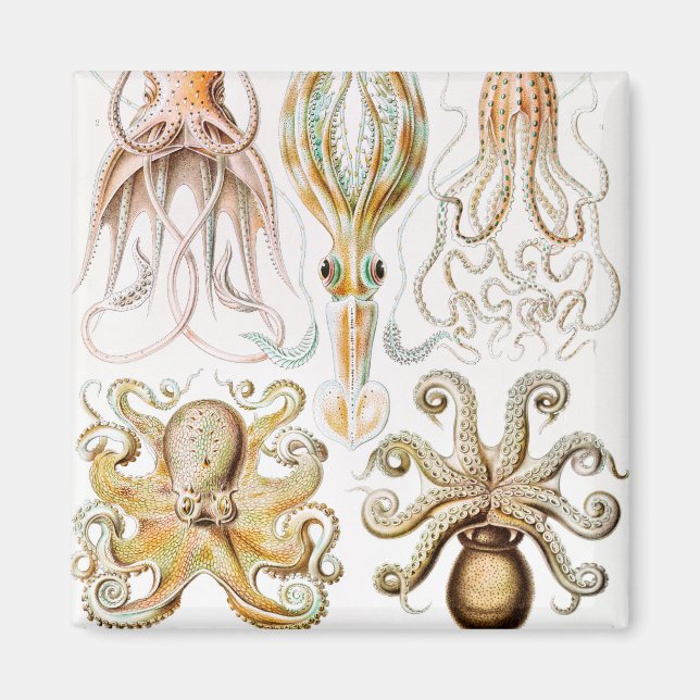 Octopus Squid, Gamochonia by Ernst Haeckel Magnet (Front)