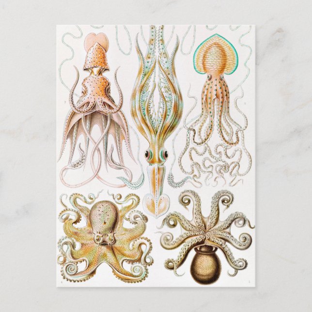 Octopus Squid, Gamochonia by Ernst Haeckel Postcard (Front)