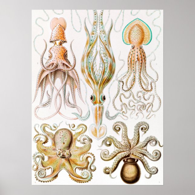 Octopus Squid, Gamochonia by Ernst Haeckel Poster (Front)