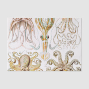 Octopus Squid, Gamochonia by Ernst Haeckel Tissue Paper