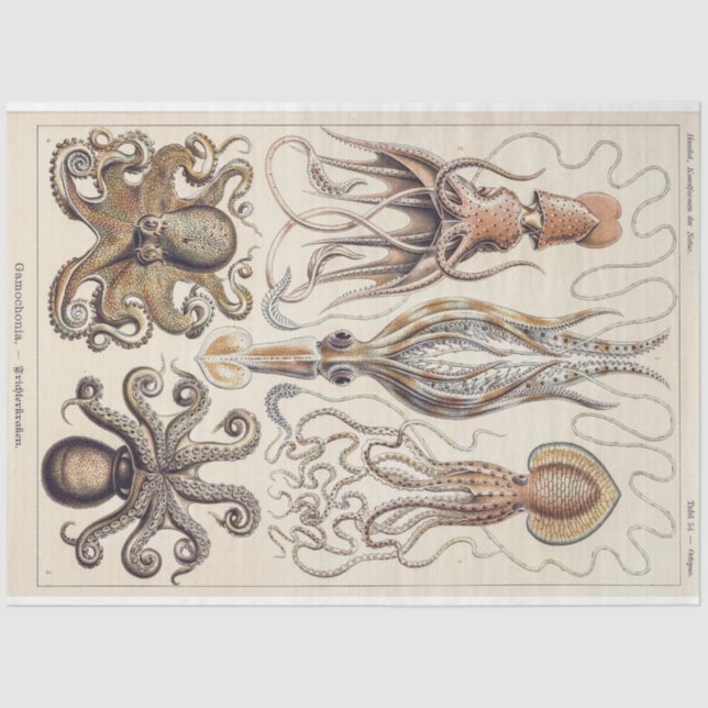 Octopus Squid Gamochonia Decoupage Tissue Paper (Front)
